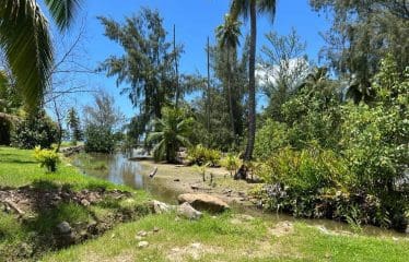 Somptueux terrain constructible unique et dernier pied à Moorea.