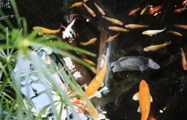 Somptueuse propriété pieds dans l&rsquo; eau vue mer époustouflante .                     Commune à Tahiti, Polynésie française