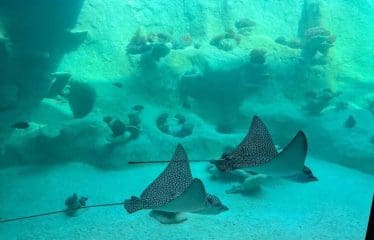 SUNTUOSO ed UNICO FILE RISERVATO Immobile sull'isola di BORA BORA vista mare mozzafiato.