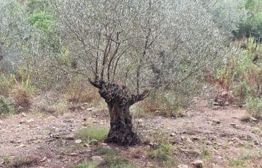 DOSSIER CONFIDENTIEL  Unique Bastide de pierre sur  de Bavella ultra protégé
