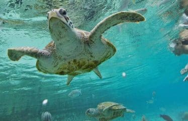 Magnifique  Hôtel  pieds dans l eau sur Bora Bora